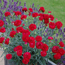 Dianthus Passion