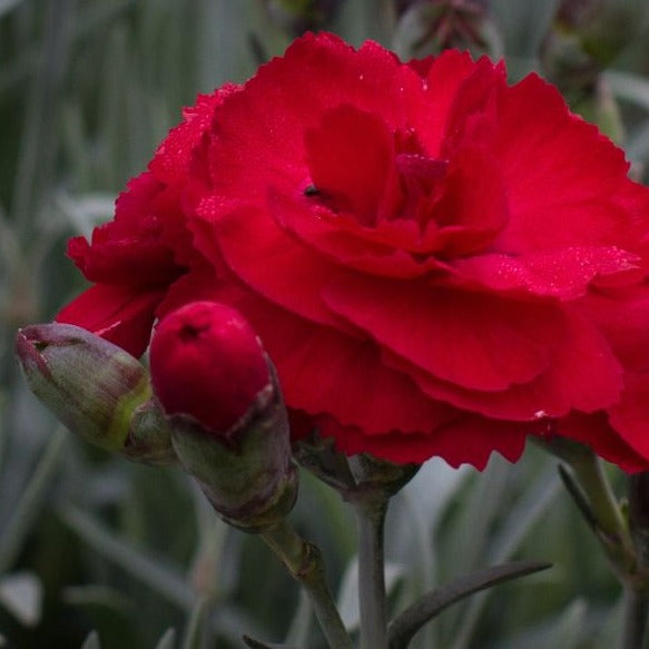 Carnation Dianthus Rebekah (2Ltr Pot)