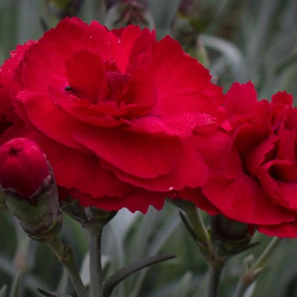 Dianthus Rebekah