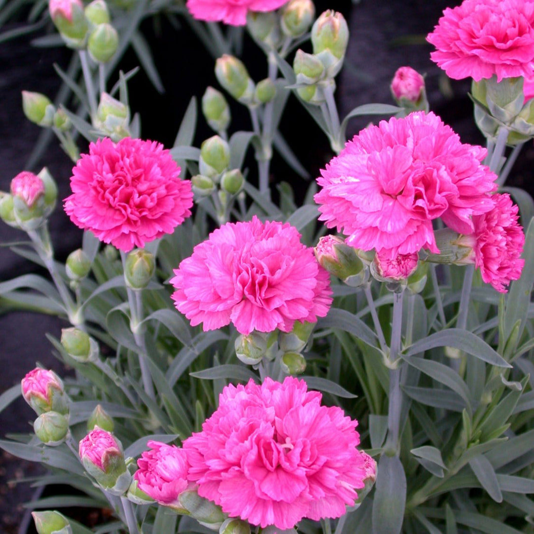 Dianthus Sherbet