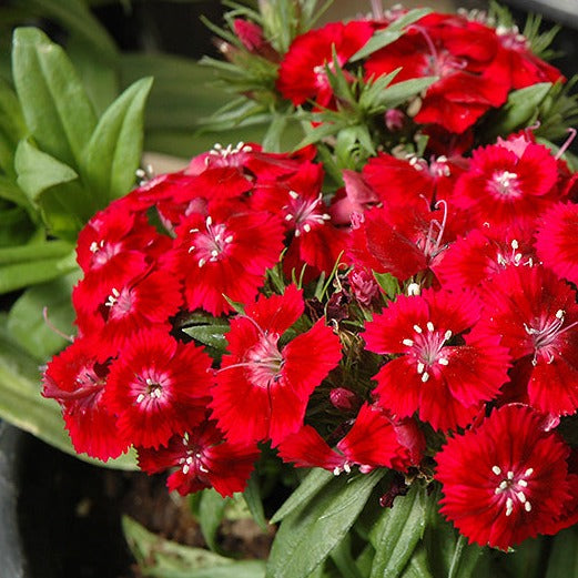 Dianthus barbatus Red