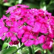 Dianthus barbatus Rose