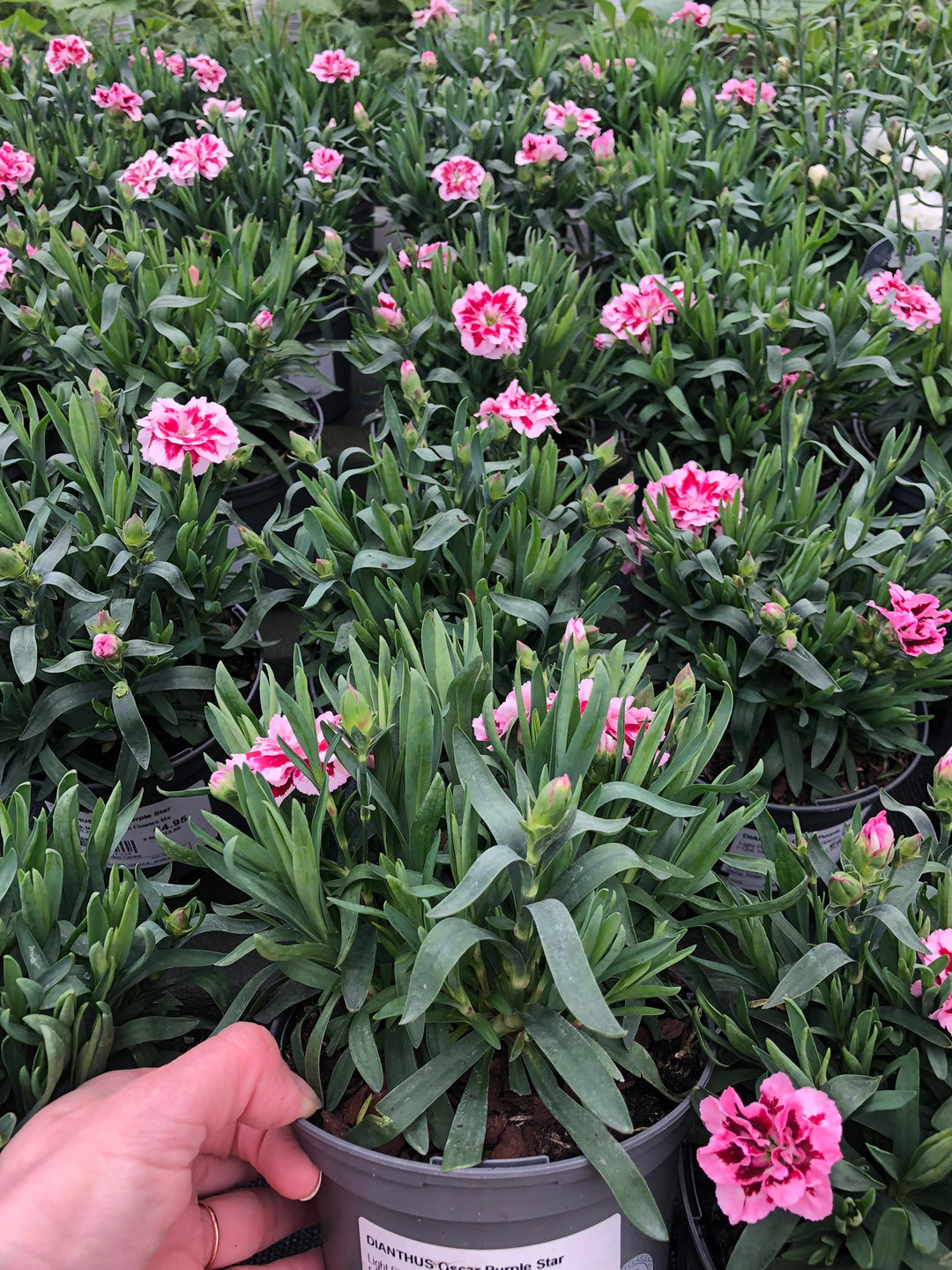 DIANTHUS Oscar Purple Star