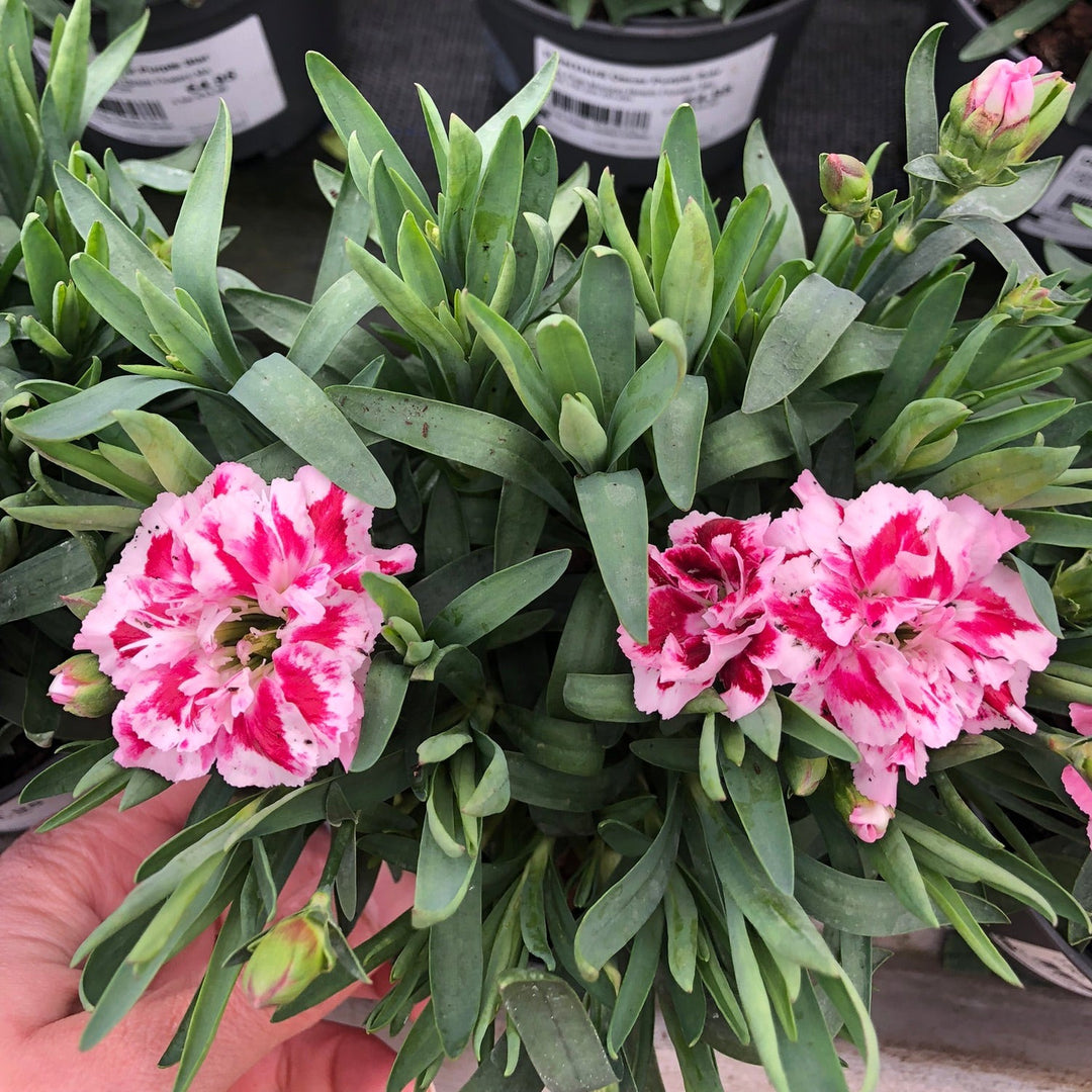 DIANTHUS Oscar Purple Star