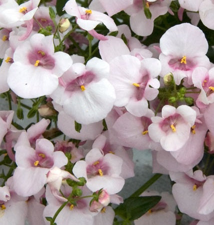 DIASCIA VARIETIES