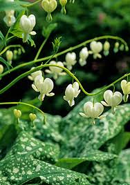 Dicentra spec. Alba