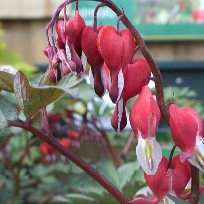 Dicentra spec. Valentine