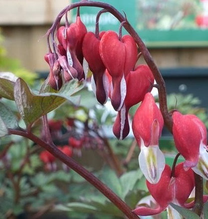 Dicentra Valentine - Herbaceous - Windyridge Garden Centre