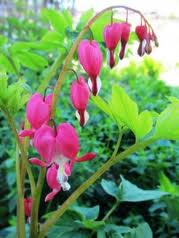 Dicentra spectabiles