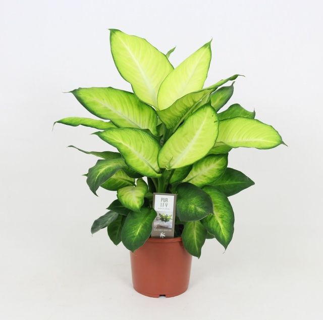 Dieffenbachia Summer Style