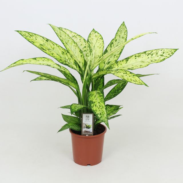 Dieffenbachia Vesuvius  P17 - Indoor Plants - Windyridge Garden Centre