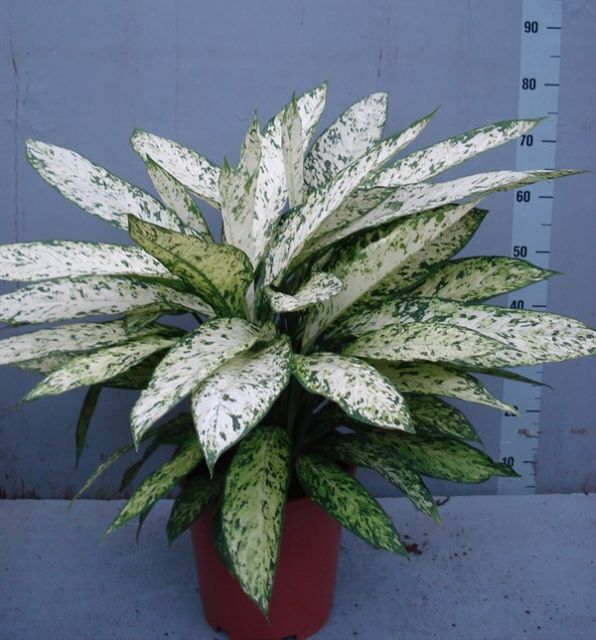 Buy Dieffenbachia Vesuvius Online