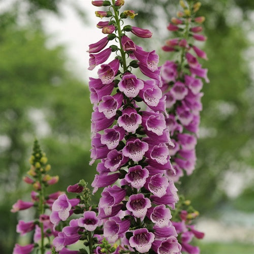 Digitalis Dalmation Purple 2L
