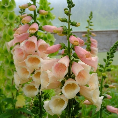 Digitalis Dalmation Peach - Herbaceous - Windyridge Garden Centre