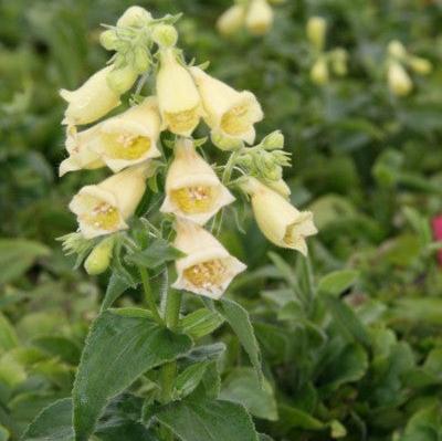 Digitalis-Grandiflora-Carillon-Flower