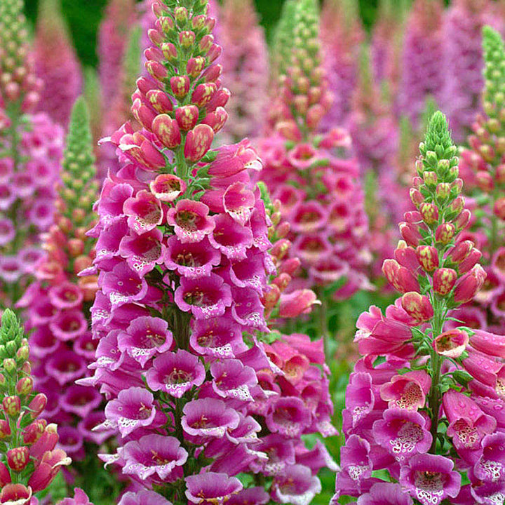 Digitalis purpurea Foxy