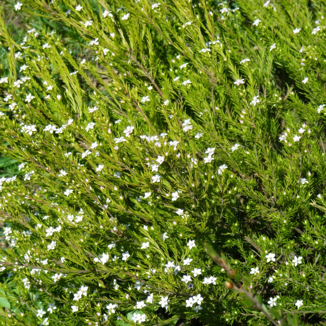 Diosma Sunset  Gold - Shrubs - Windyridge Garden Centre