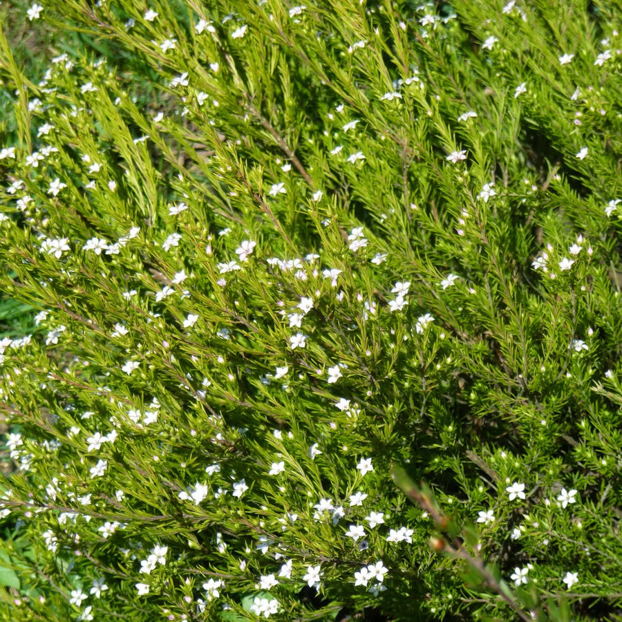 Diosma Sunset  Gold - Shrubs - Windyridge Garden Centre