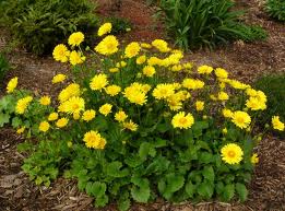 Doronicum or. Little Leo