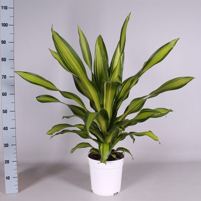 dracaena charley Buy Dracaena Frag. Charley P24 Online
