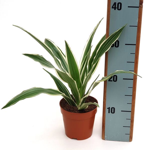 Dracaena Frag. White Stripe  P12 - Indoor Plants - Windyridge Garden Centre