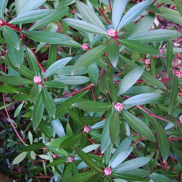 Drimys lanceolata Red Spice - Shrubs - Windyridge Garden Centre