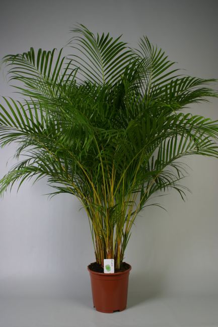 Dypsis lutescens (Areca) 160 CM