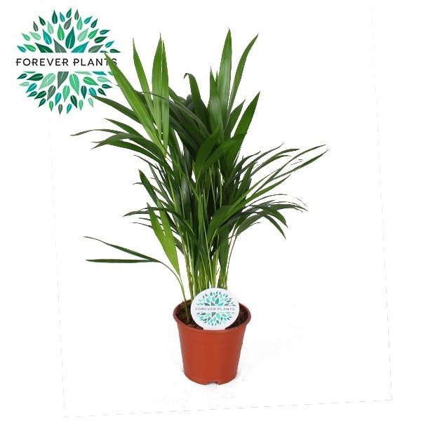 Dypsis Lutescens (Forever)  P14 - Indoor Plants - Windyridge Garden Centre