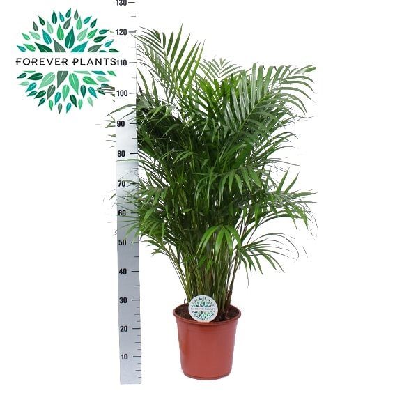 Dypsis Lutescens (Forever)  P24 - Indoor Plants - Windyridge Garden Centre