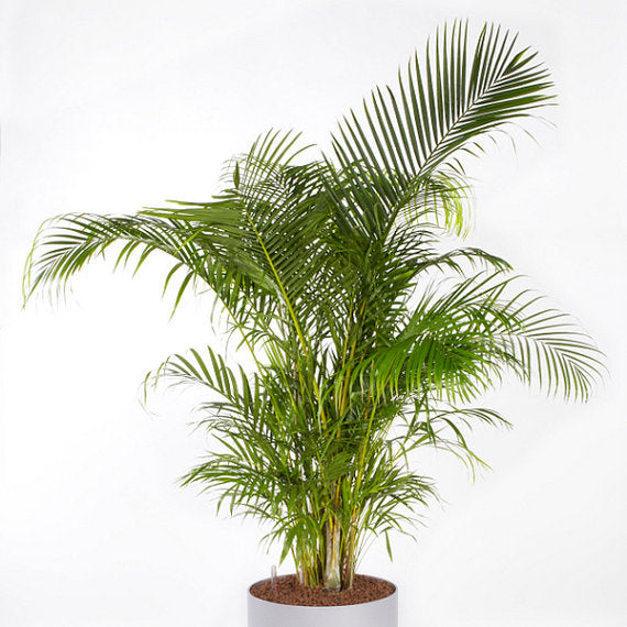 Dypsis lutescens (Areca) H120cm 24cm Pot ( Indoor Palm)