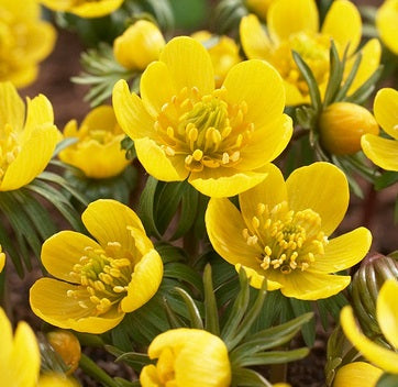 ERANTHIS CILICICA