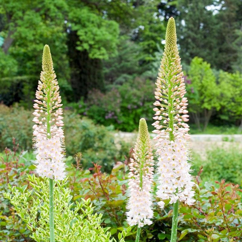 EREMURUS ROBUSTUS TOPS  loose