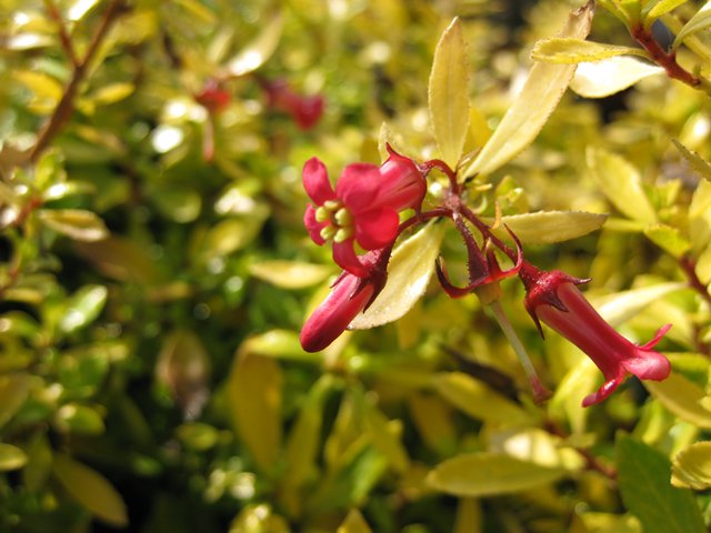 ESCALLONIA GOLDEN CARPET