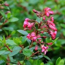 ESCALLONIA RED DREAM