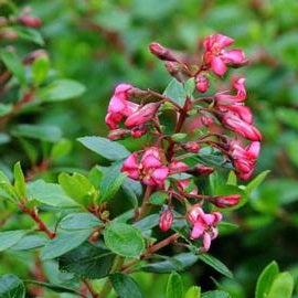 Escallonia Red Dream 3L - Shrubs - Windyridge Garden Centre