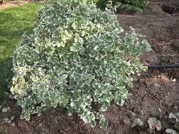 EUONYMUS F. EMERALD GAIETY 3ltr