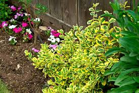EUONYMUS F. EMERALD N GOLD