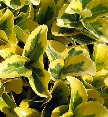 EUONYMUS J. AUREOMARGINATA