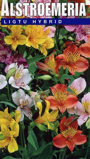 EXTRA VALUE ALSTROEMERIA