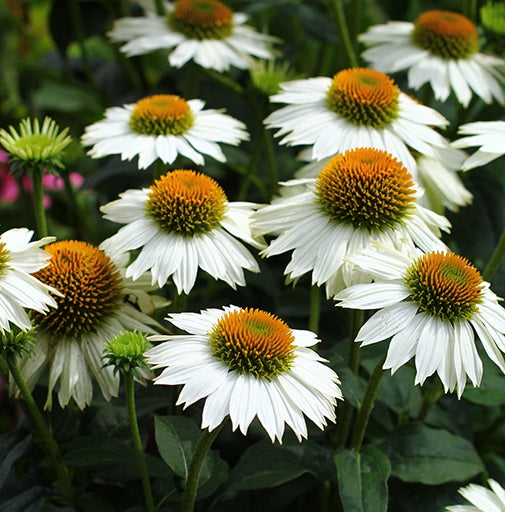 Echinacea p. Pow Wow White