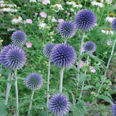 Echinops bann. Blue Globe