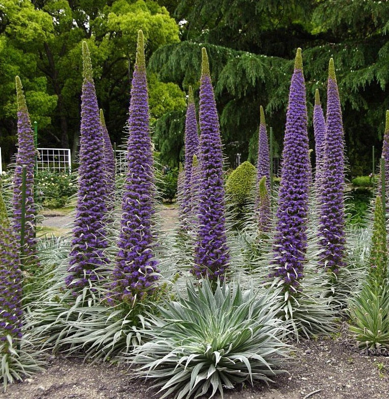 Echium pininana - Herbaceous - Windyridge Garden Centre