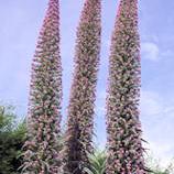 Echium pininana Pink Fountain