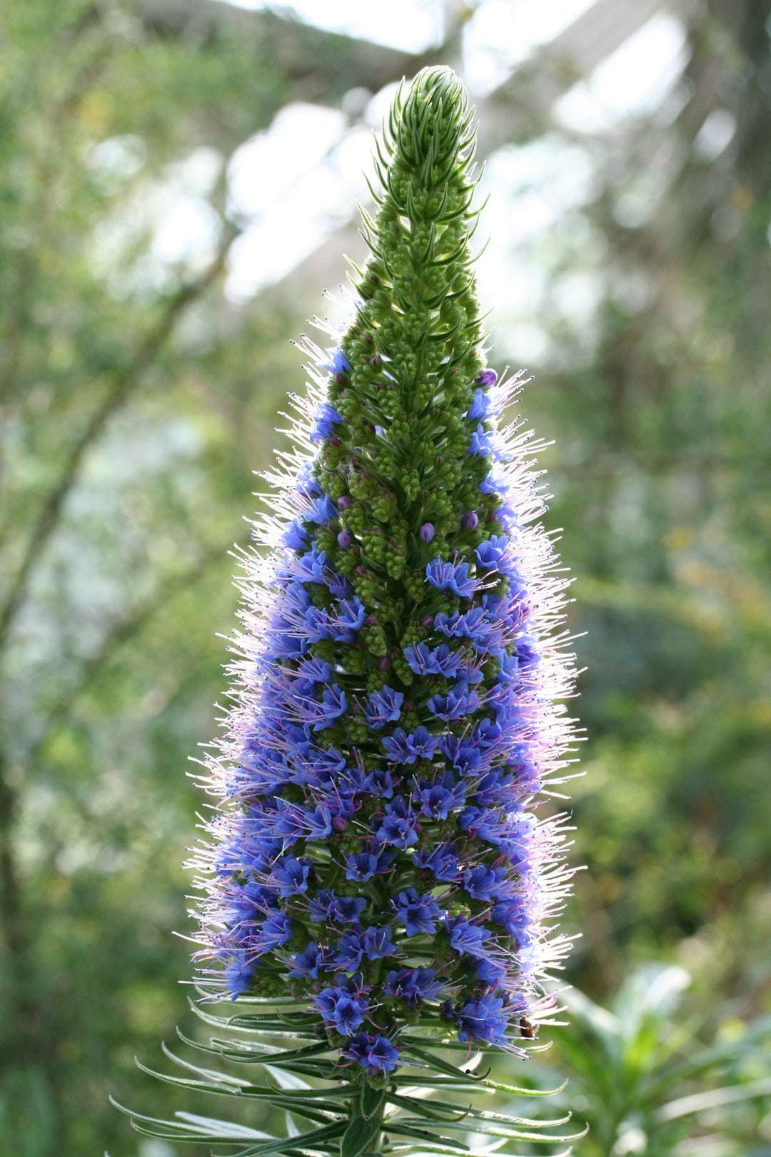 Pride of Madeira Echium candicans (2Ltr Pot)