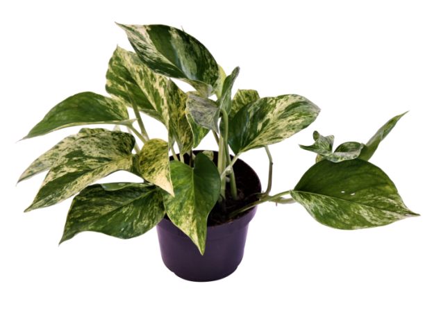 Epipremnum pinn. Marble Queen  P12