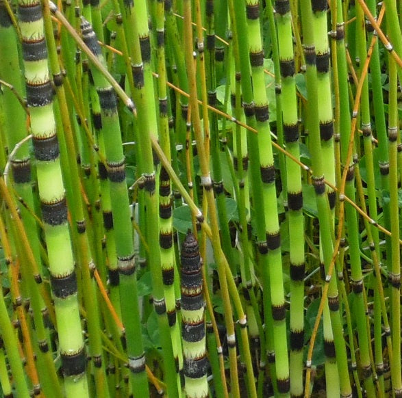 Equisetum Japonicum - Herbaceous - Windyridge Garden Centre
