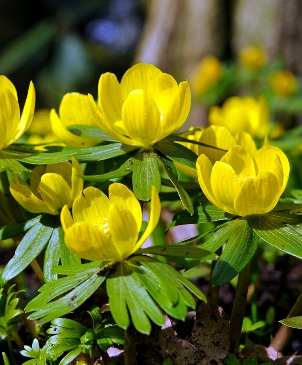 Eranthis hyemalis  10 pack