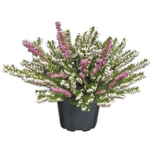 Erica darleyensis twins