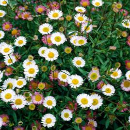 ERIGERON Karvinskianus