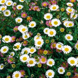 Erigeron-Karvinskianus-Profusion-Plant